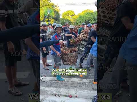 Vải 3K/kg quá xót xa cho người nông dân thumbnail