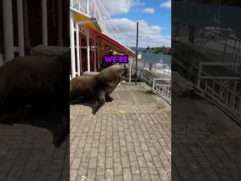 SeaL CoRe 🦭💥 thumbnail