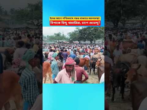 Cattle Market Crisis Before Eid in West Bengal! Hindu Farmers Under Pressure, Suvendu in Spotlight! thumbnail