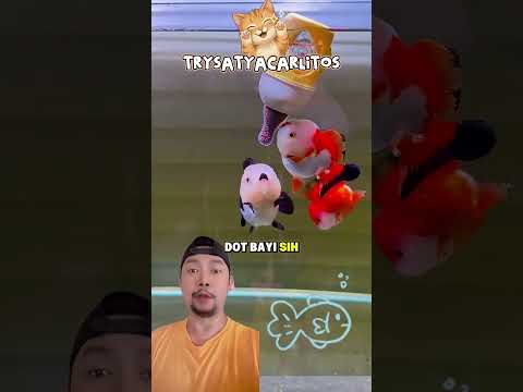 Tempat makan ikan botol bayi!!? #funny #lucu #fish #aquarium #shortsfeed thumbnail