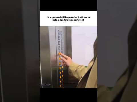 she pressed all the elevator buttons to help a dog,find its apartment #shortfeed #fy thumbnail