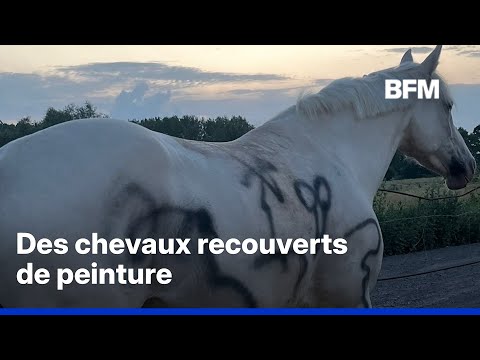 Maltraitance animale: trois chevaux retrouvés blessés et tagués près de Valenciennes thumbnail