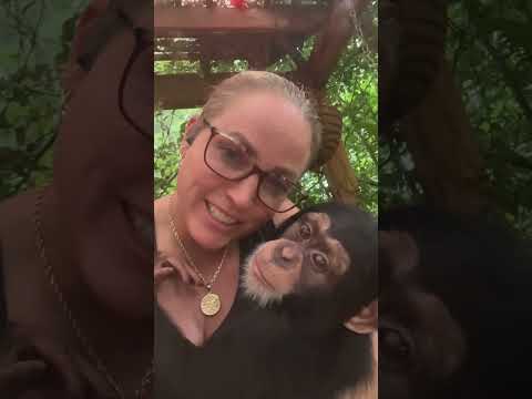 #rain #raindrops #storm #chimp #cute thumbnail