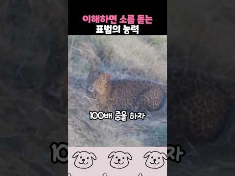 표범의 소름돋는 능력 thumbnail
