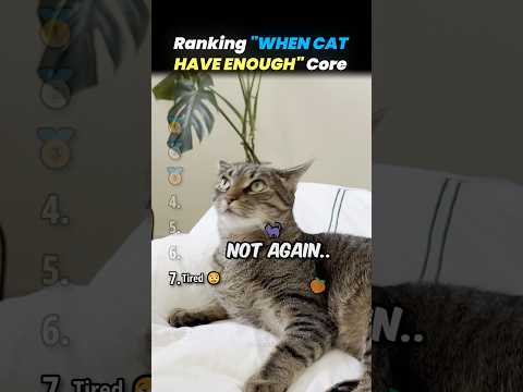 Ranking “WHEN CAT HAVE ENOUGH” Core Moments!! 🐱😤 thumbnail