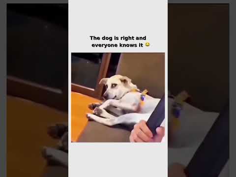 This dog has suffered enough for art 😂 subscribe for more #shorts thumbnail