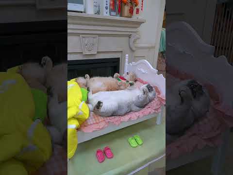 The two cats hated each other #exlittlebeans #funnyvideo #funnycat thumbnail