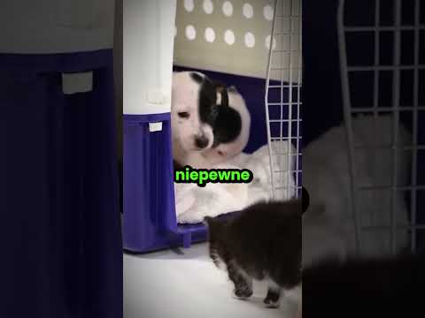 Pierwsze spotkanie szczeniaczków i kociaków! 😊 thumbnail