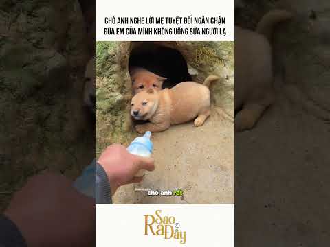 CHÓ ANH NGHE LỜI MẸ TUYỆT ĐỐI NGĂN CHẶN ĐỨA EM CỦA MÌNH KHÔNG UỐNG SỮA NGƯỜI LẠ thumbnail