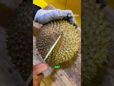 Một kỹ thuật nhỏ nhưng giúp bổ sầu riêng dễ hơn nhiều thumbnail