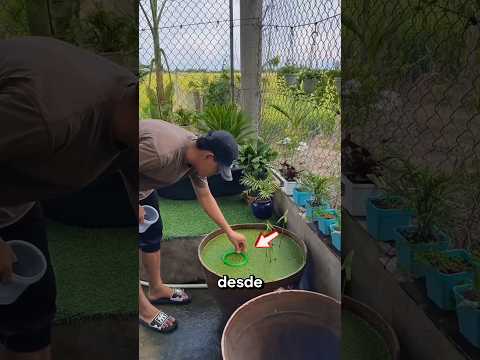 Los peces ignoraron su nueva casa 😱 #Catsoftiktok #CatLovers #cat #cute #FunnyCats #catcartoon #fyp thumbnail