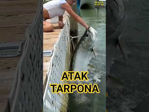 Karmienie Tarponów thumbnail