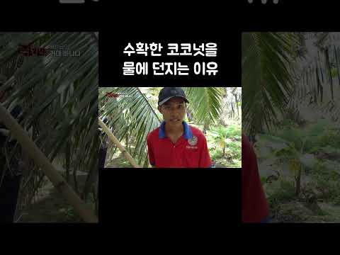 수확한 코코넛을 물에 던지는 이유 #shorts thumbnail