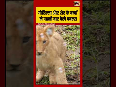 Gorilla and lion के बच्चों ने पहली बार देखे बबल्स | #viralnews #viralvideo #shortvideo #shorts thumbnail