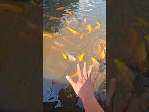 om semy yang ngasih makan ikan #trandingshorts thumbnail