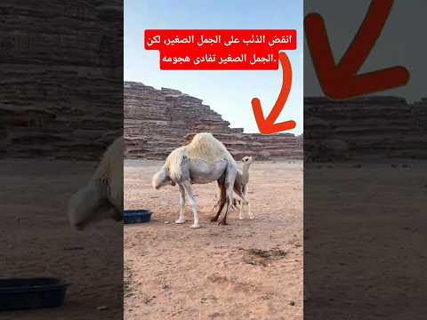 انقض الذئب على الجمل الصغير، لكن الجمل الصغير تفادى هجومه #جمل #ذئب #فجأة #رائع #صحراوي #shorts thumbnail