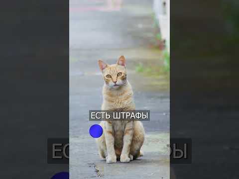 Женщина Выманивала КОТОВ на Улицу, Чтобы Выписать ШТРАФ thumbnail