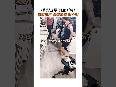 아빠가 밥그릇을 넘보자 승질난 허스키#허스키 약올리기#귀여운 댕댕이 #웃긴 동물 thumbnail