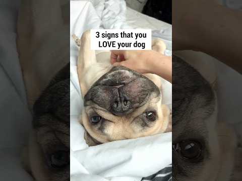 Do You Love Your Dog? thumbnail