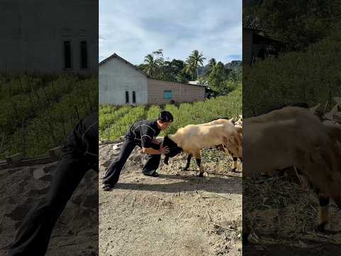 Mas preman vs kambing #shorts #minivlog #comedy #bocilwargads #maspreman #sidoii thumbnail