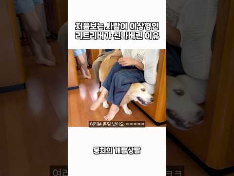 처음보는 사람이 이상형인 리트리버가 신나버린 이유 thumbnail