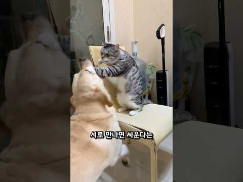 개와 고양이의 우정 thumbnail