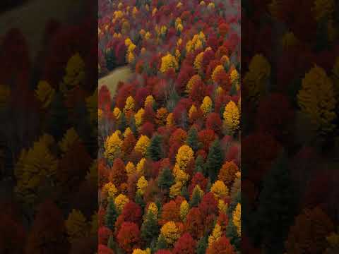 Conexión con tus Guías Espirituales | Meditación Chamánica | Sonidos Relajantes de Flauta thumbnail