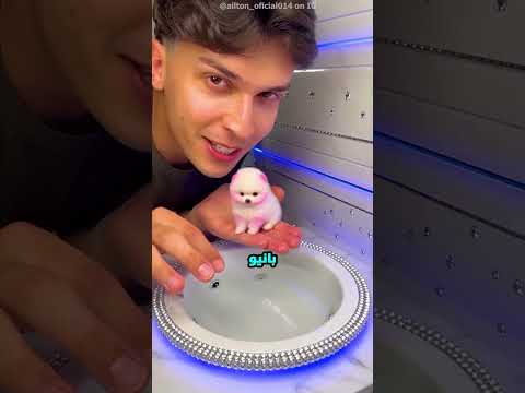 أصغر كلب في العالم.. الراجل ده أنقذ حياته ودلعه بطريقة هتدوب قلبك! ?? thumbnail