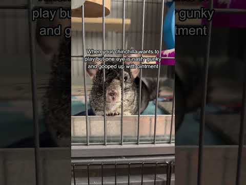 Like do not come near me with that clumpy gunk face ✋ 😷 #chinchilla #petcare #joke #pets thumbnail
