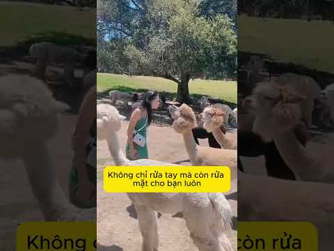 Tôi cứ tưởng nước nào cũng rửa tay được chứ! #shorts thumbnail