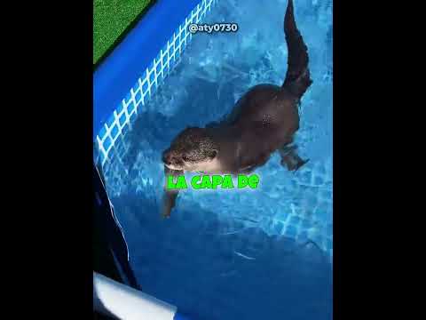 Una nutria vs una piscina congelada — ¿quién gana? 🦦❄️🤣 thumbnail