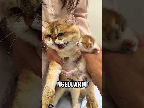 Kasian anak kucing ini punya ayah yg galak ? thumbnail