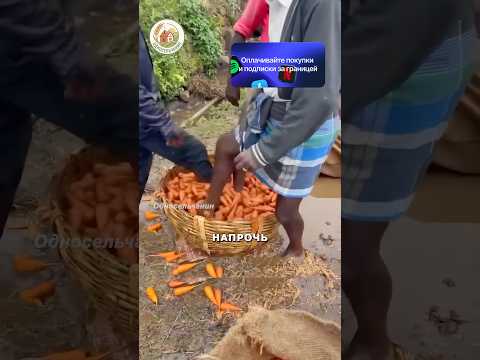 Мойка грязной моркови за сущие копейки #агротехнологии #новости thumbnail