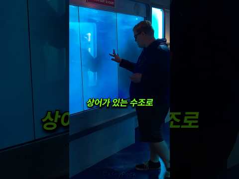 상어가 있는 수조는 항상 조심해야 하는 이유 thumbnail
