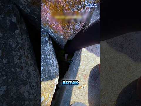 Gak Sengaja Nemuin Kotak Misterius‼️ thumbnail