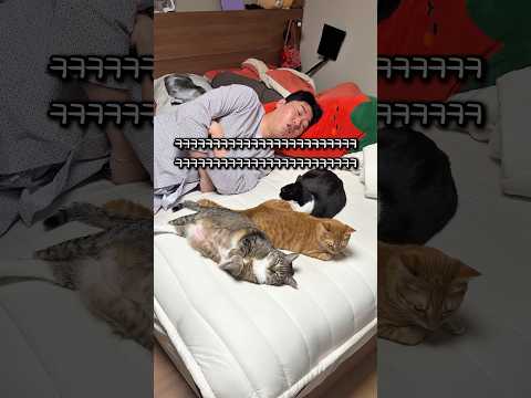 의리 없는 고양이 thumbnail