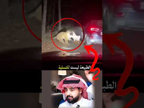 ​لماذا يجب الحذر أثناء السفاري؟ درس مهم جداً ​#وعي_بيئي #الحياة_البرية #نصائح_سلامة #ثقافة_عامة thumbnail