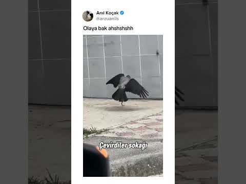 En iyi yorumu sabitliyorum thumbnail