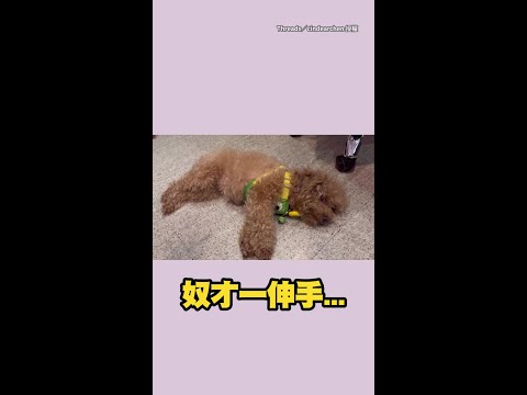 【跟含羞草相反的生物】奴才一伸手...貴賓犬秒開腳討摸XD #Shorts thumbnail
