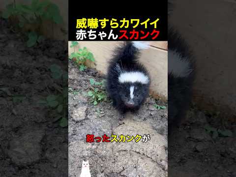 威嚇すらカワイイ赤ちゃんスカンク thumbnail