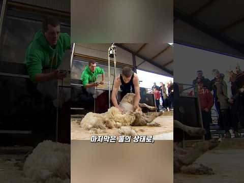‘양털 깎기‘ 세계 기네스 신기록의 순간 thumbnail