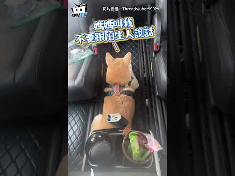 忘記勾選不聊天？柴犬自己搭Uber「全程背對司機」拒絕社交XD#shorts thumbnail