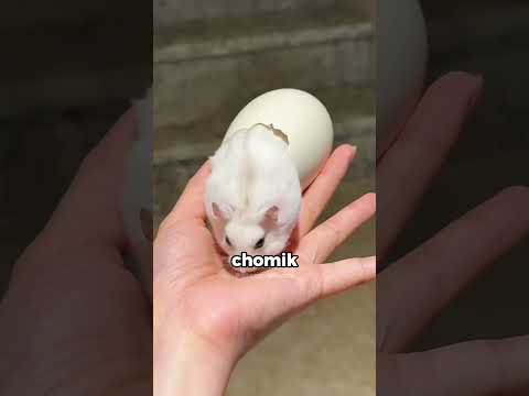 Dlaczego twój chomik się „rozpuszcza”? 🐹 thumbnail