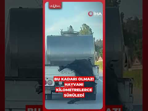 Kamyonetten sarkıtılan kurbanlık haycan kilometrelerce sürüklendi #shorts #kurban #keşfet thumbnail