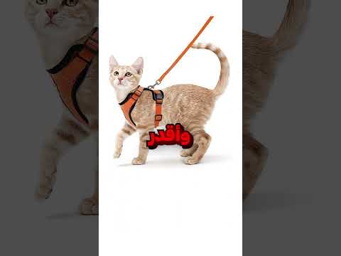 اغرب منتج قطط 😂 thumbnail