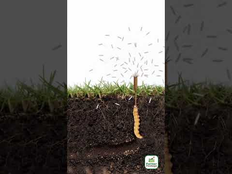 The Growth Process of Cordyceps thumbnail