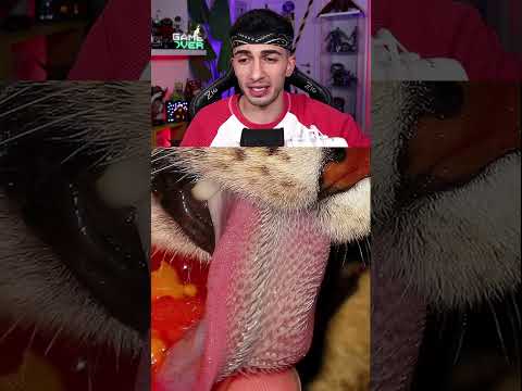 HAYVANLARIN DİLİ! ?? #shorts thumbnail