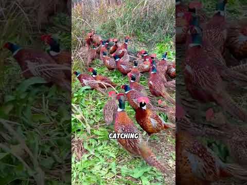 A pheasant with twin pigtails#animals #funnyanimal #funny #cute #pheasant thumbnail