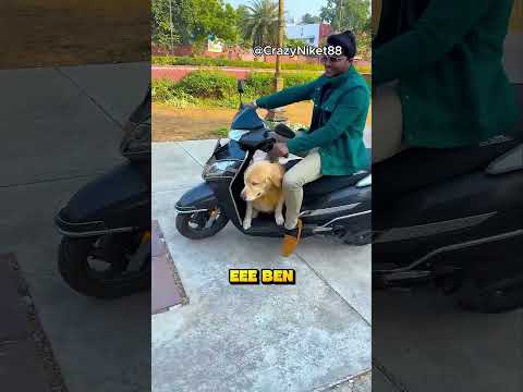 Köpekler Motorla Gezmek İçin Kavga Etti.. ❗? (Credit: CrazyNiket88 /YT) thumbnail
