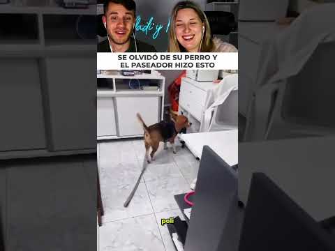 Se queda dormida y el paseador lleva a su perro al médico thumbnail